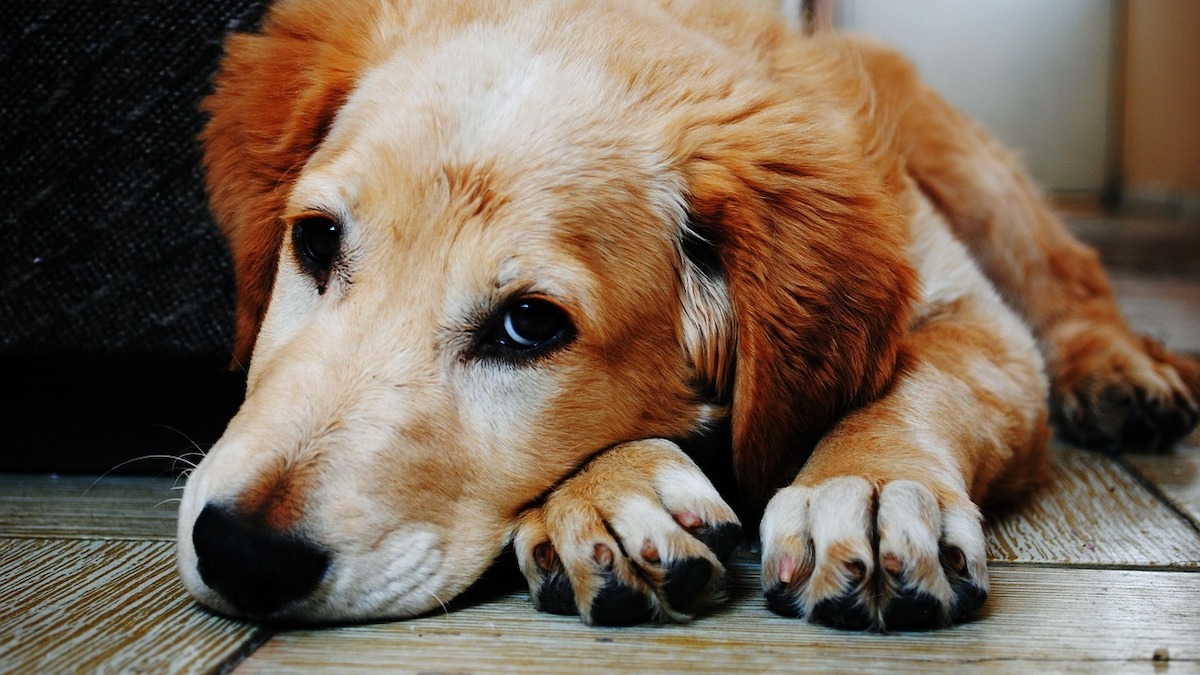 Tra le malattie del cane c'è il linfoma