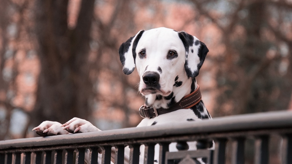 Le malattie più pericolose per i cani