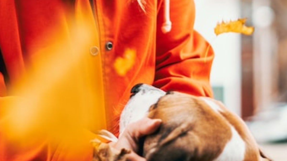 il cane appoggia il mento