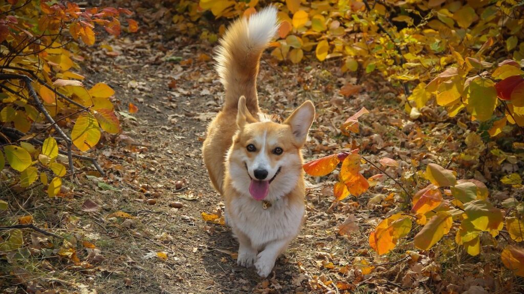 I movimenti della coda del cane