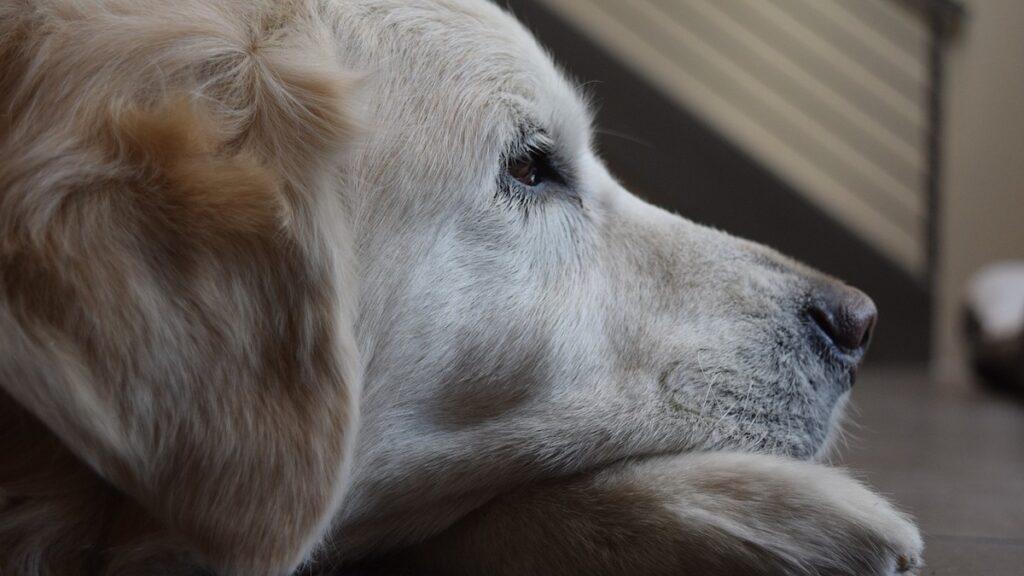 I segnali della noia nel cane