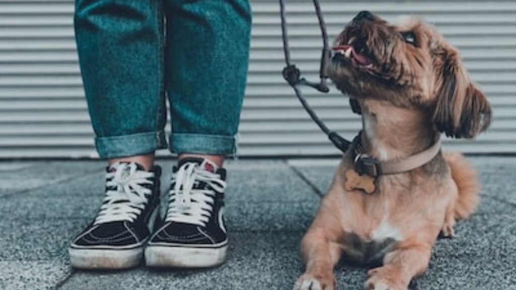 Ecco come il cane sceglie la sua guida