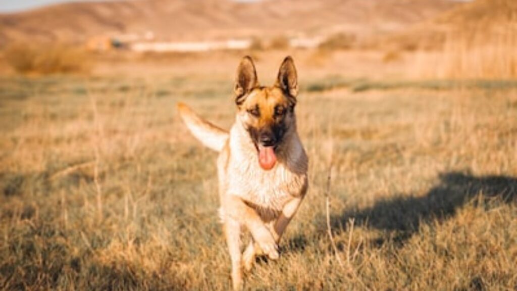 pastore belga malinois