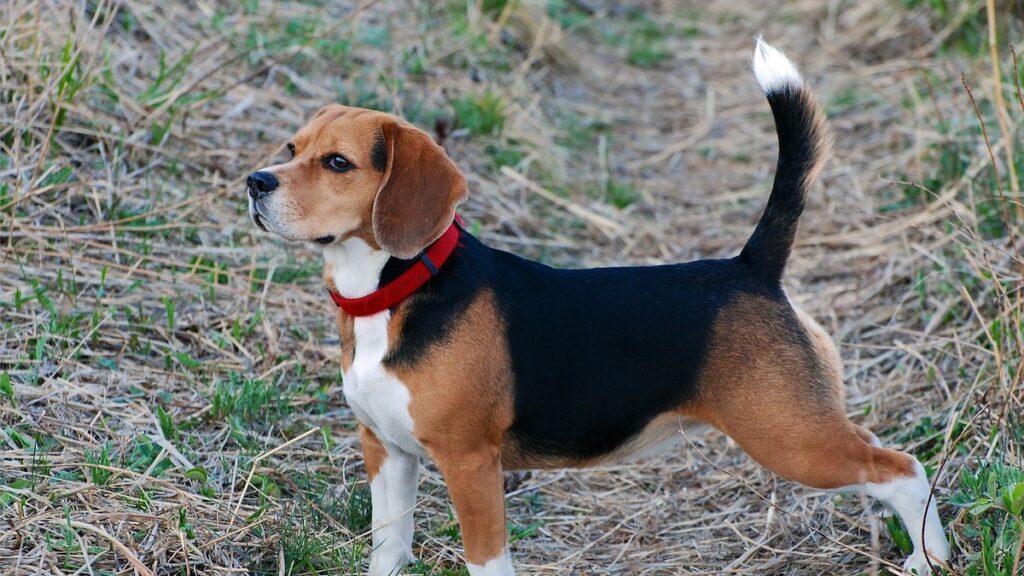 Interpretare il pensiero del cane con la coda