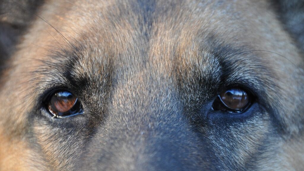 I possibili problemi di salute nel cane