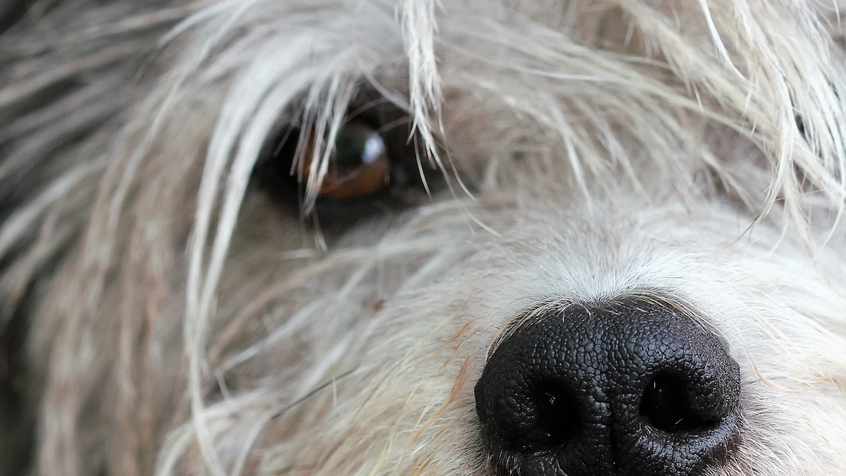 Come pulire gli occhi del cane