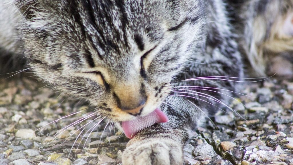 La pulizia corretta del pelo del gatto