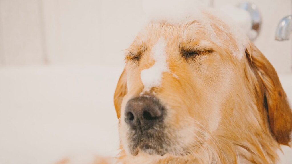 Quando si può fare il primo bagnetto al cane