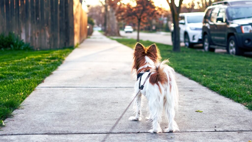 Quante volte portare fuori il cane?