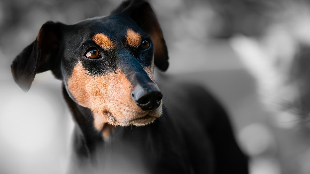 Un mega regalo per salvare i cagnolini