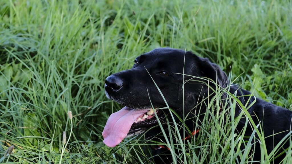 Perché si verifica il respiro affannoso nel cane