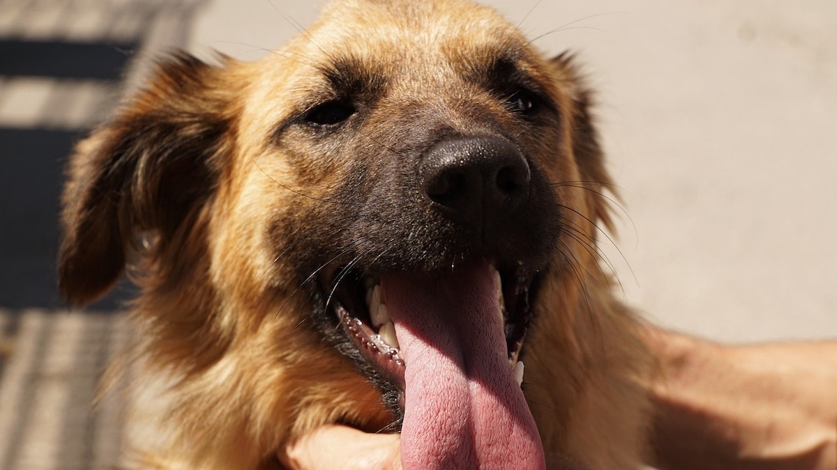 Le cause del respiro sibilante nel cane