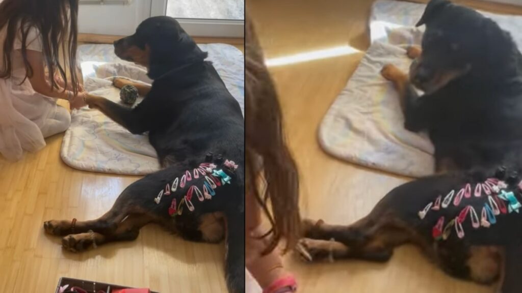 Il cane e la bambina giocano insieme