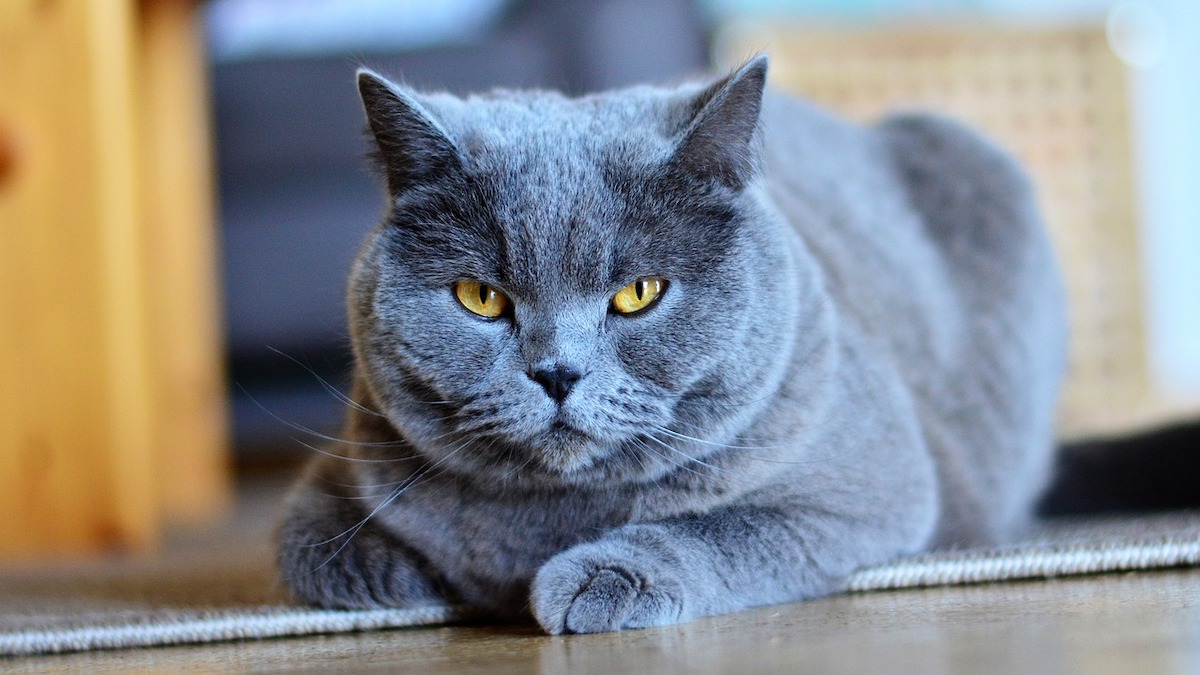 Lo sguardo fisso del gatto