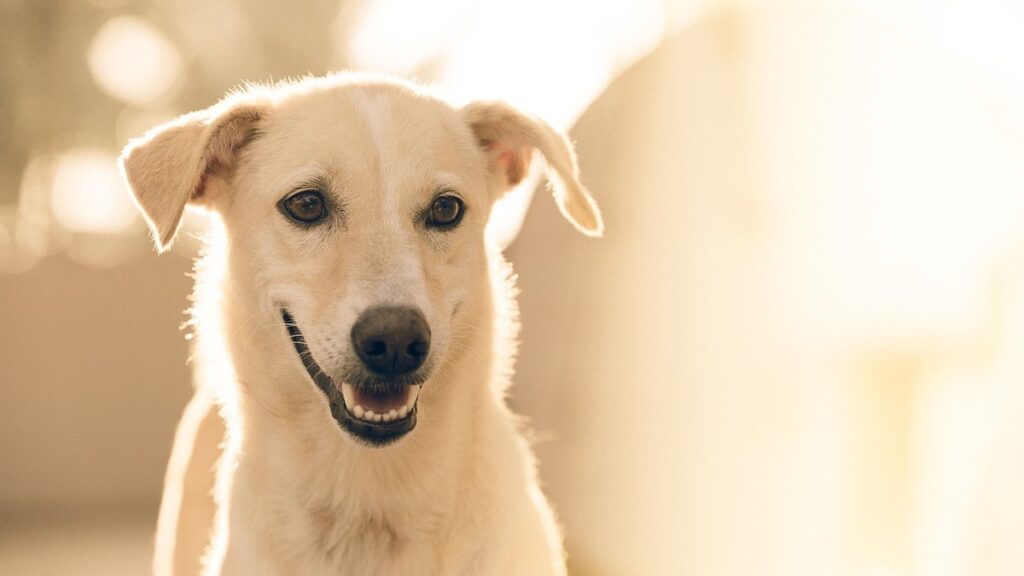 I sintomi della gastrite nel cane