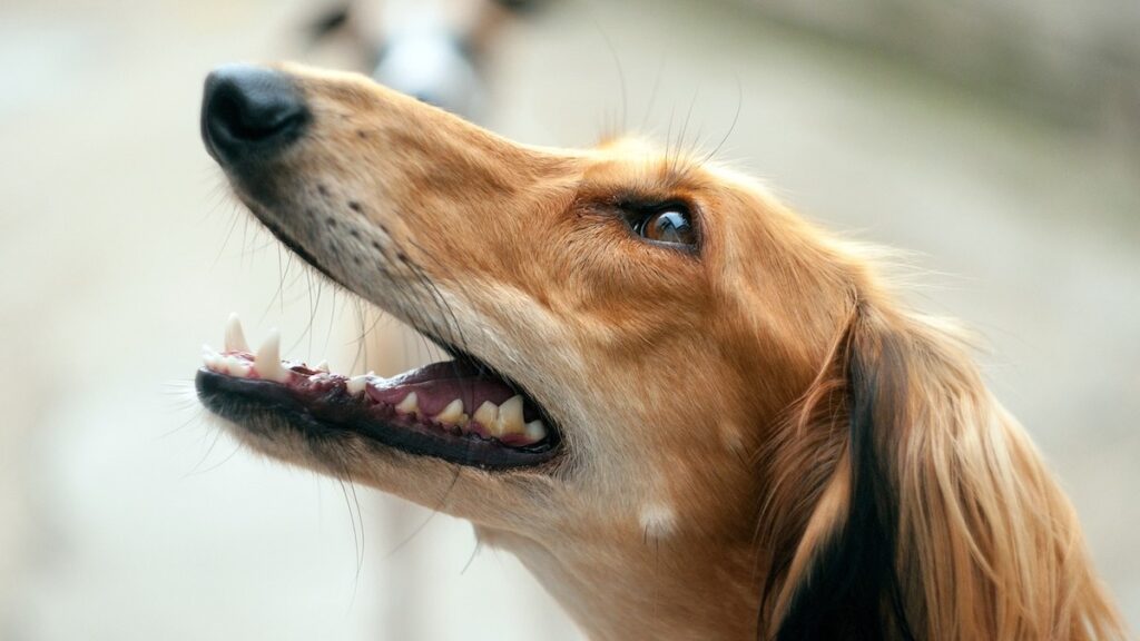 Come funziona la sterilizzazione del cane maschio