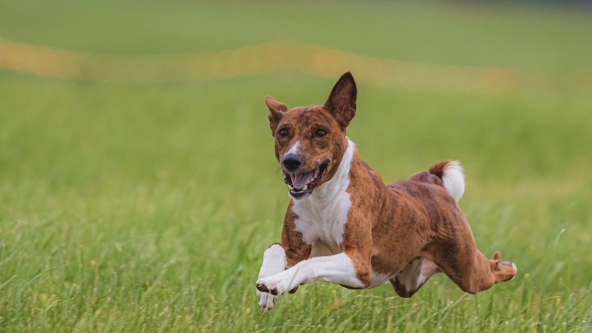 Pro e contro della sterilizzazione del cane