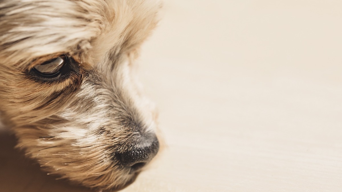 Un piccolo cane terrier