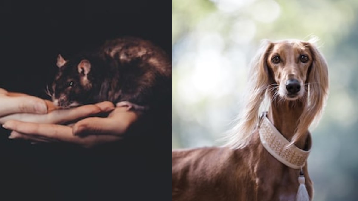 Il mio cane ha mangiato un topo. E' pericoloso?