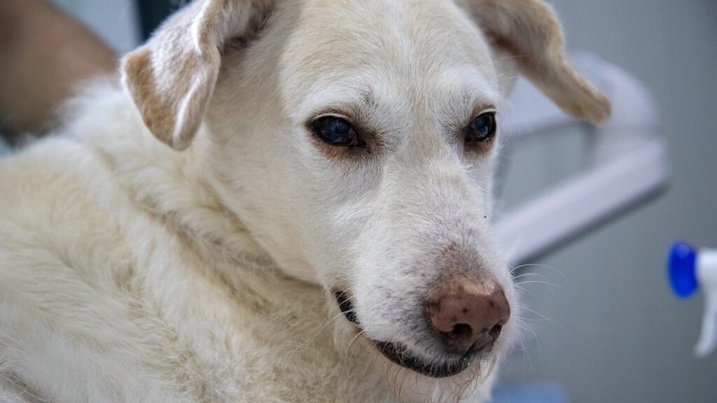 Le cause della tosse cardiaca nel cane