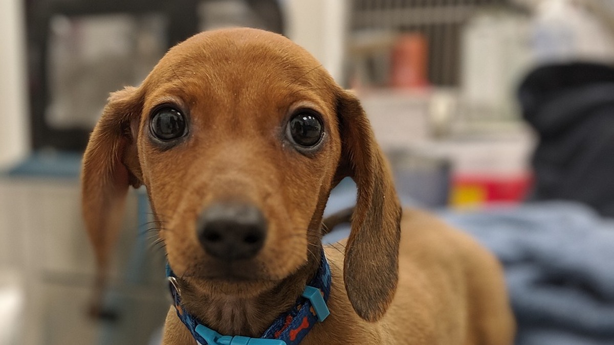 Come riconoscere la tosse cardiaca nel cane