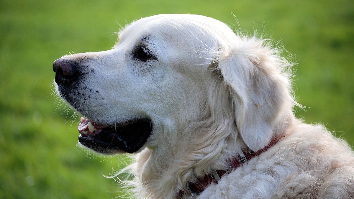 La tosse nel cane