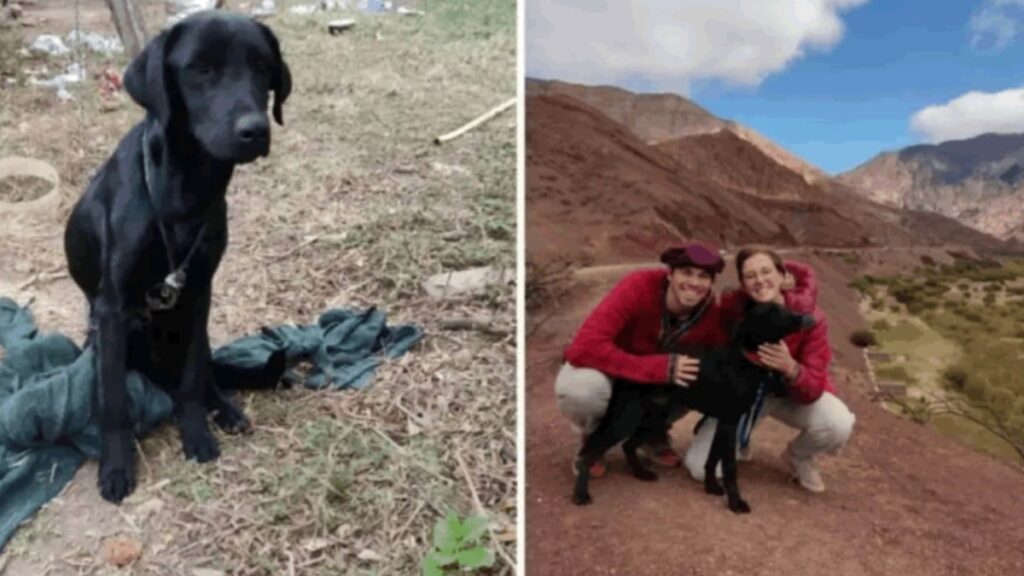 Turisti tedeschi adottano cane malnutrito