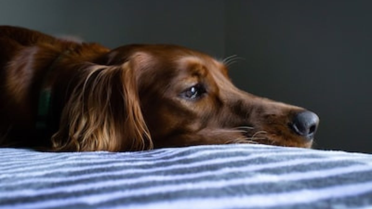 Perchè il cane vomita il liquido giallo?