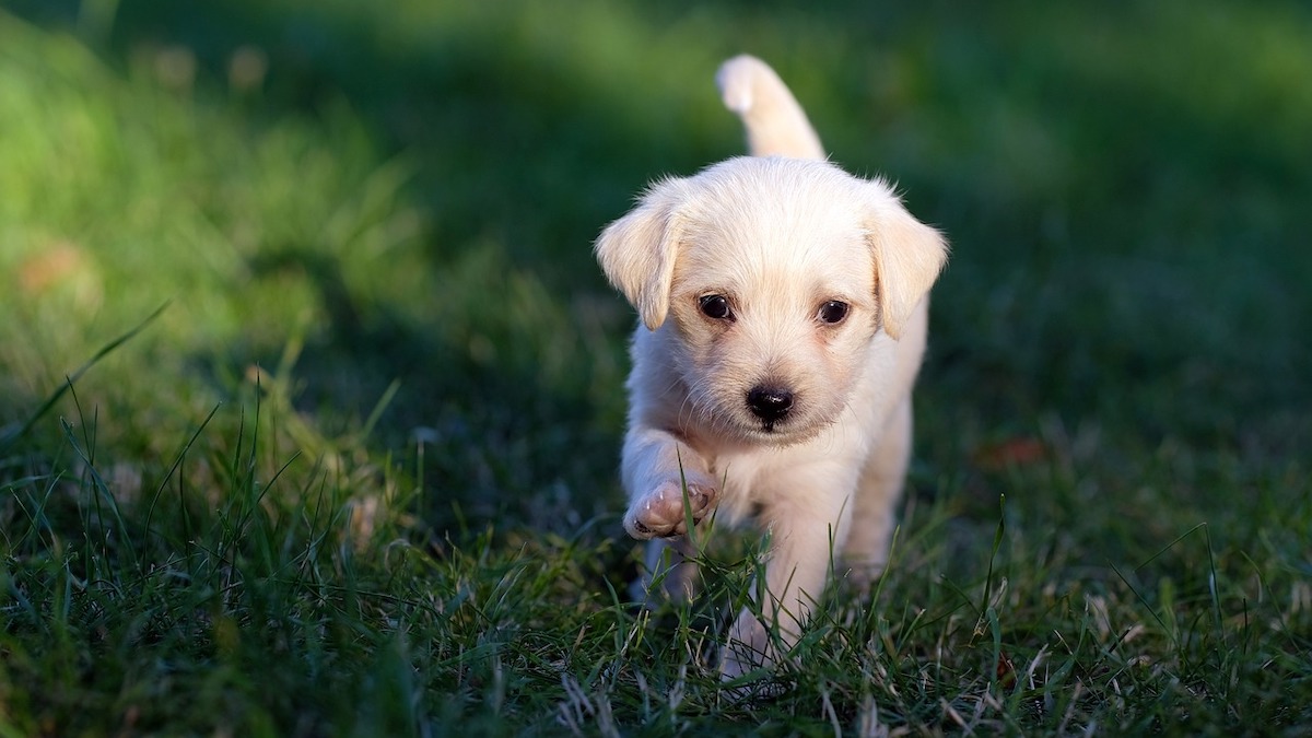 Estrarre una zecca dalla pelle del cane