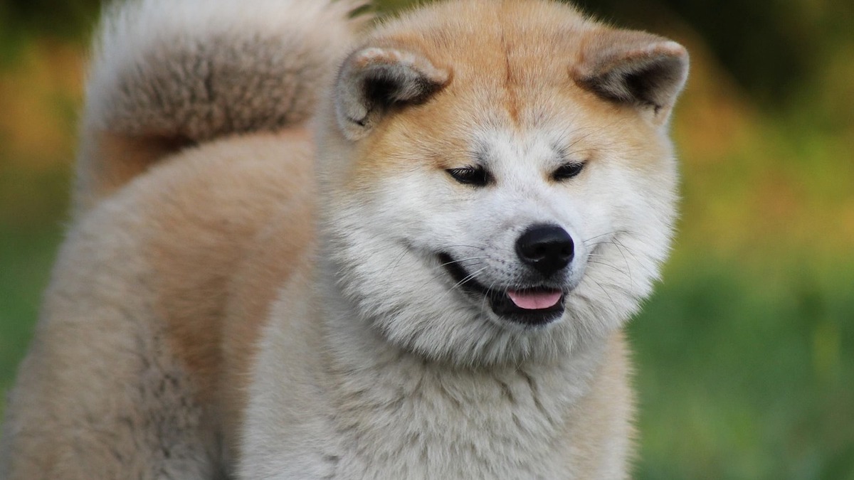 Un cane Akita