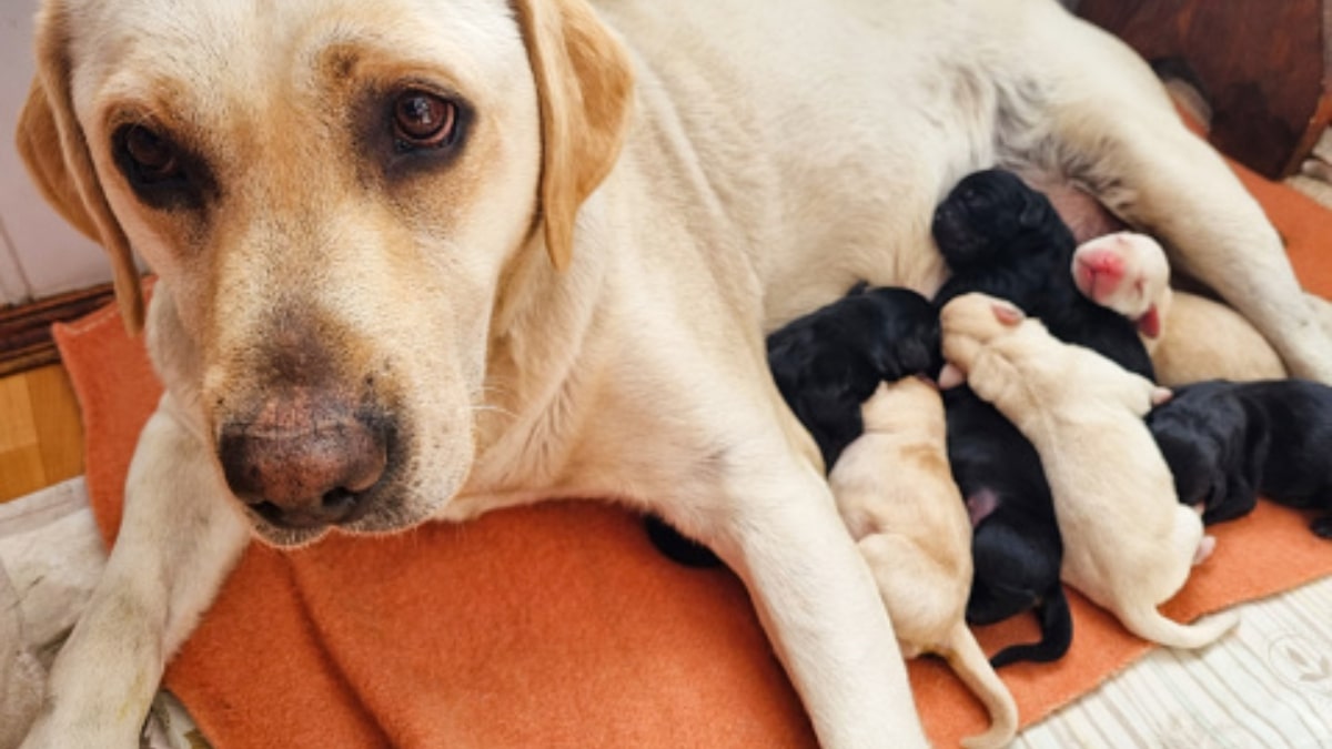 Cosa deve mangiare il cane dopo il parto