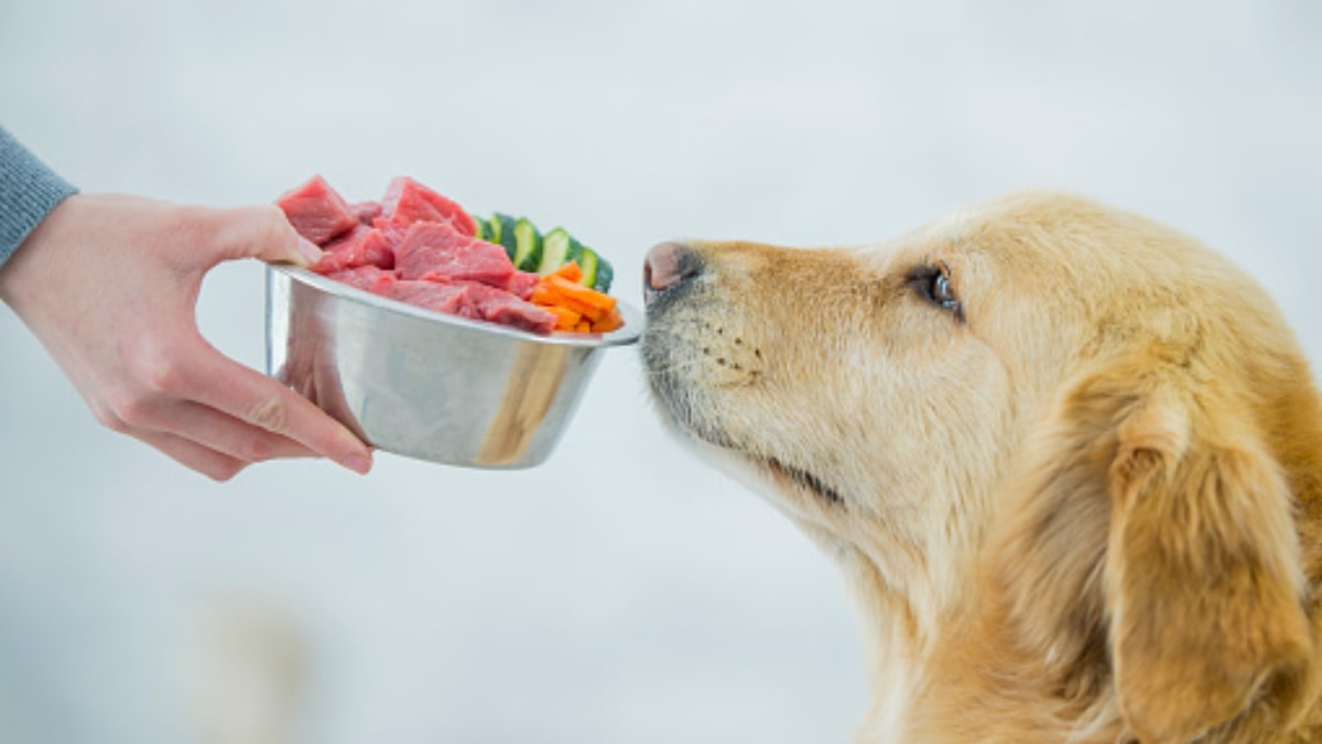 Alimentazione mono proteica cani