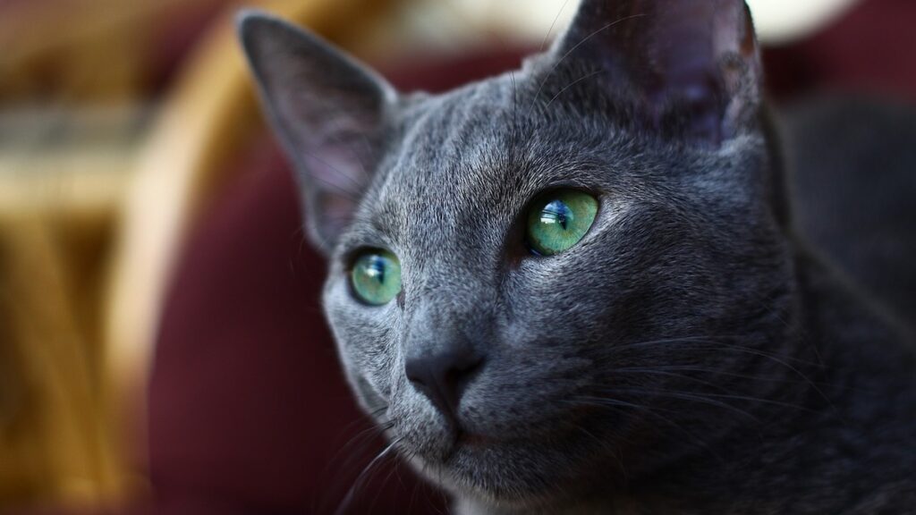 La razza di gatto Blu di Russia