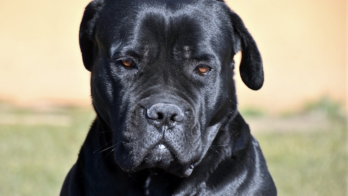 Il Cane Corso