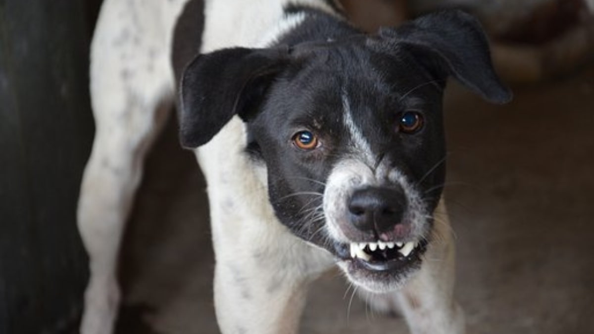 Il cane aggredisce senza motivo?