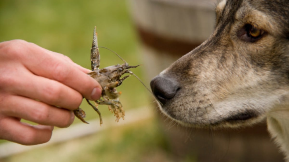 Il cane può mangiare i crostacei