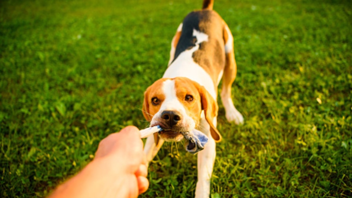 Cane con oggetti in bocca