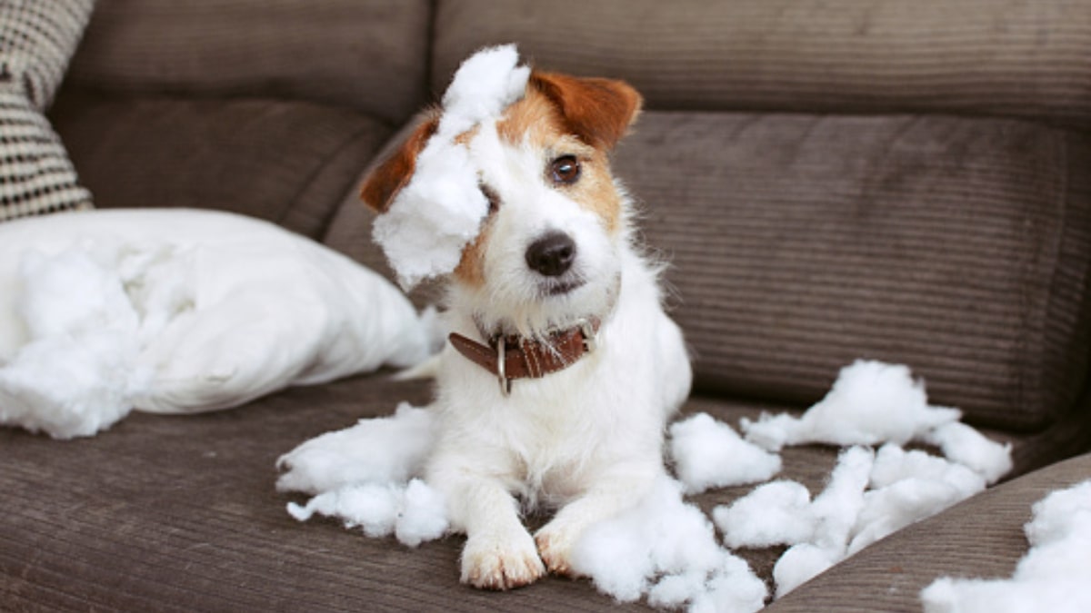 Impedire al cane di salire sul divano