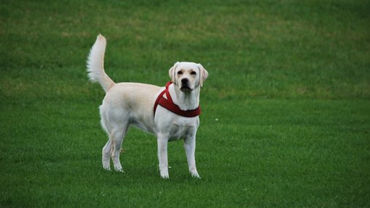 Il cane cammina all'indietro