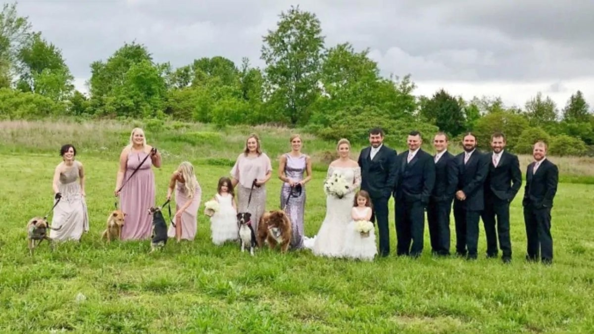 Cani randagi al matrimonio