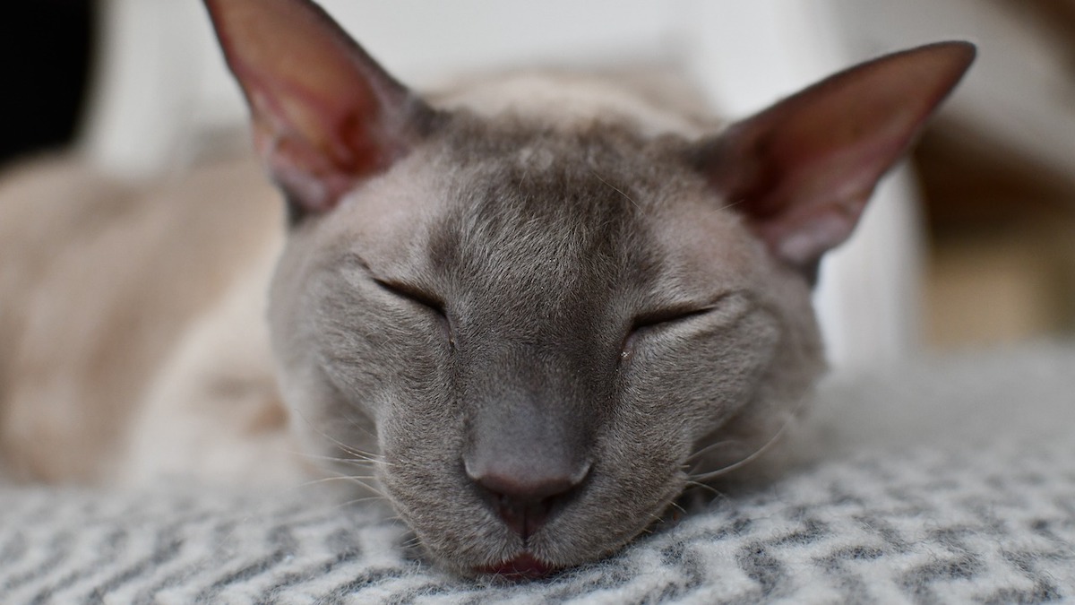 Il Cornish Rex, una razza di gatto