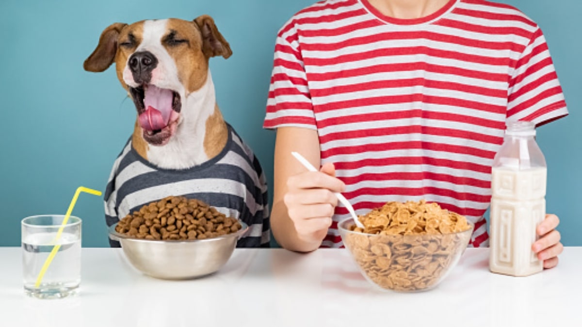 Il cane può mangiare i cereali?