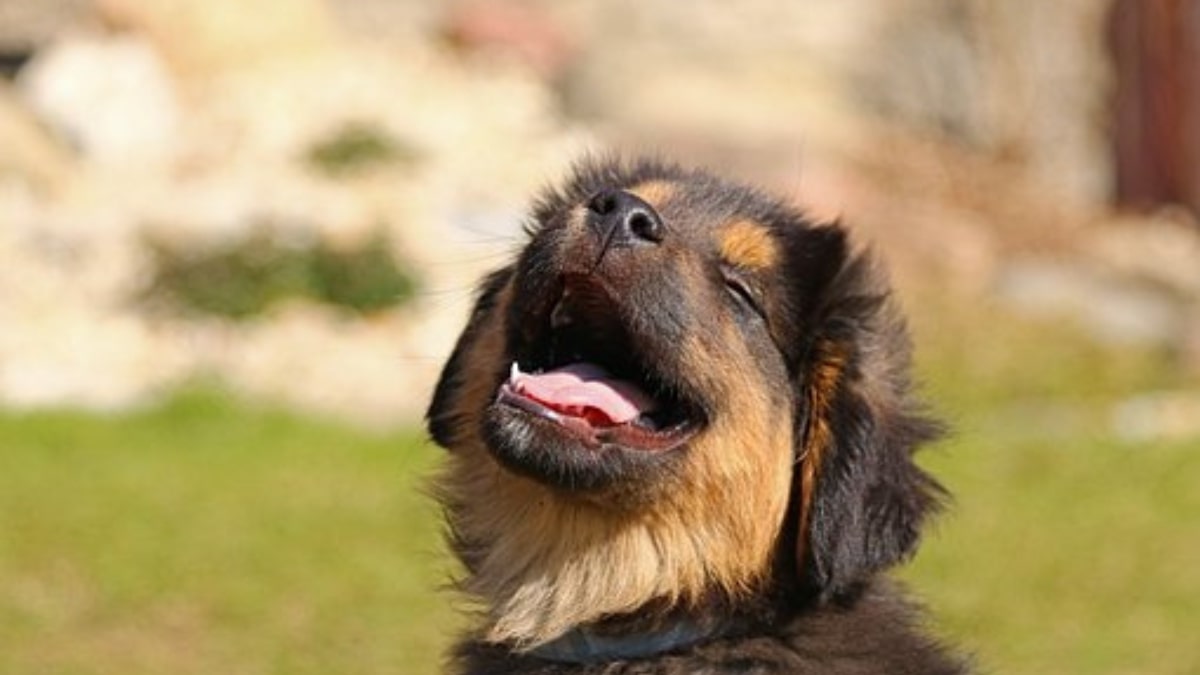 Quando il cane cambia i denti