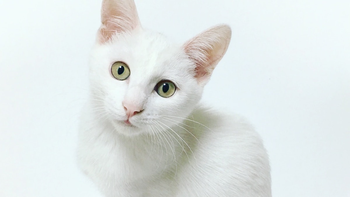 Un gatto di razza Foreign white