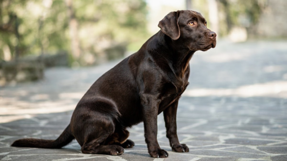 Svuotamento ghiandole perianali del cane