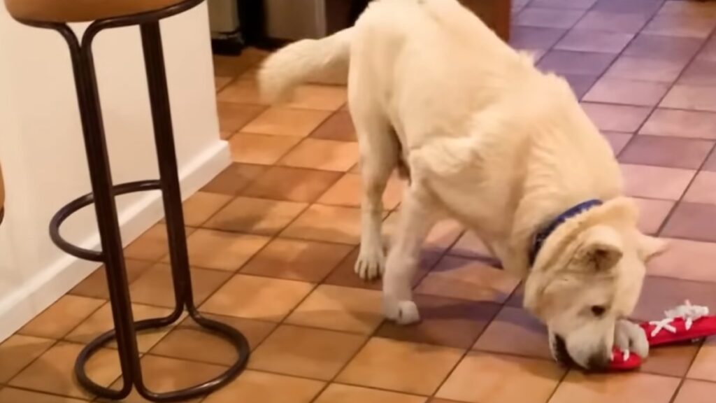 L'Husky abbandonato ha trovato una famiglia