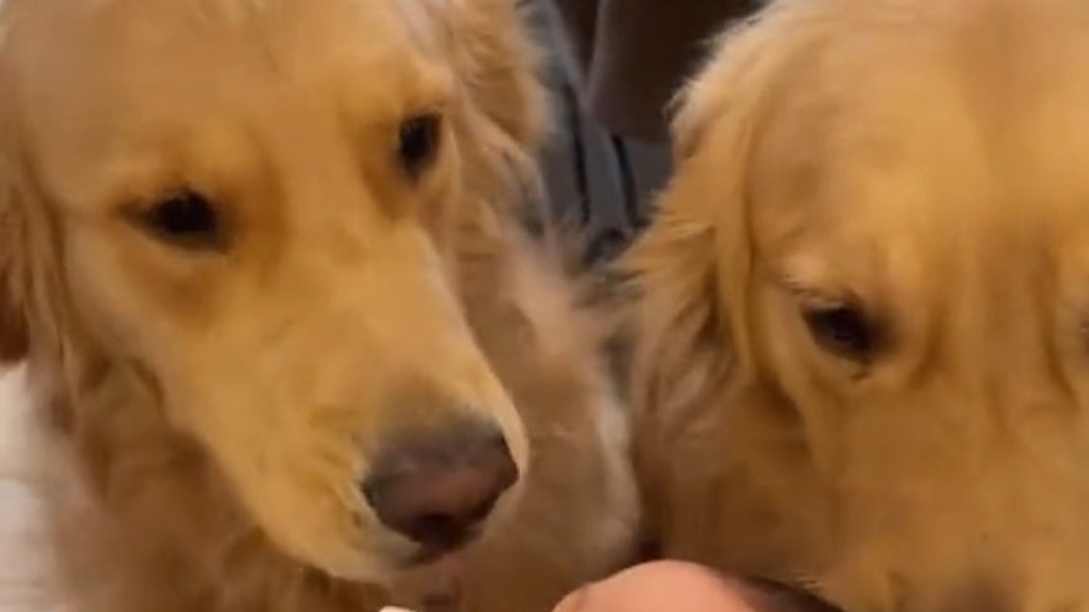 Miller e i cuccioli di golden retriever