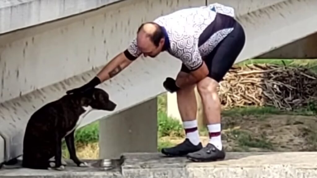 La Pitbull Moriah abbandonata in un ponte