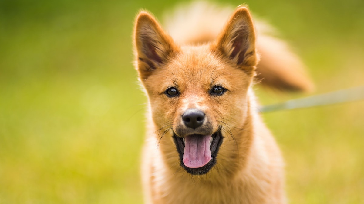 Un cane Norbottenspets