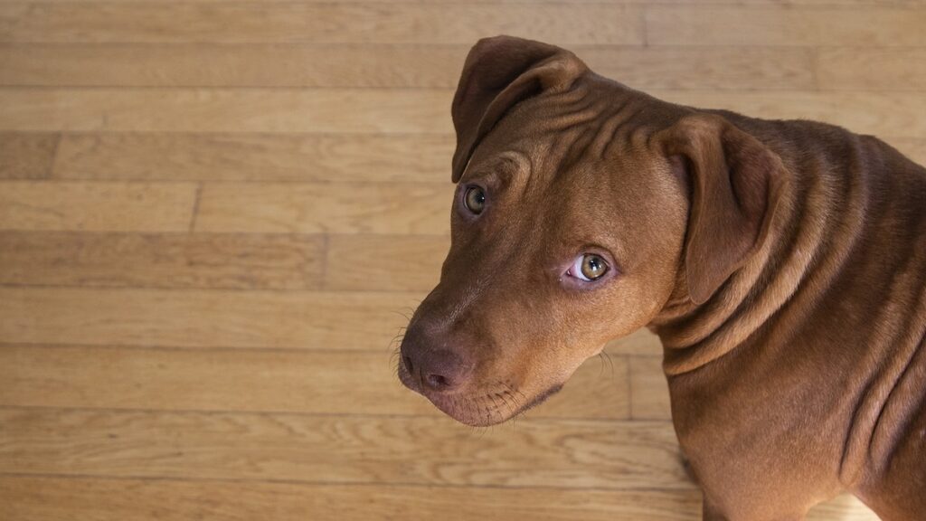 Due Pitbull sono stati salvati da morte certa da un signore